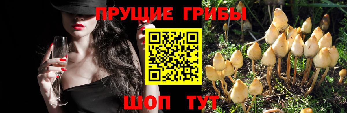 Улан-Удэ  Псилоцибиновые грибы MAGIC MUSHROOMS  Вход с VPN 